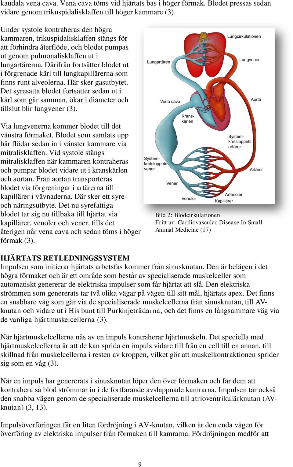 Därifrån fortsätter blodet ut i förgrenade kärl till lungkapillärerna som finns runt alveolerna. Här sker gasutbytet.