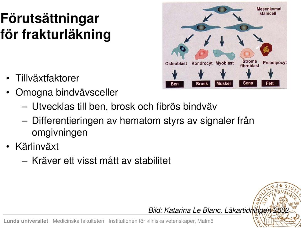 Differentieringen av hematom styrs av signaler från omgivningen