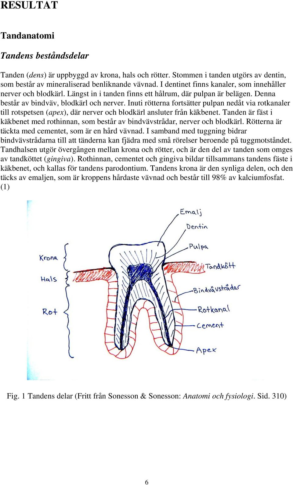 Inuti rötterna fortsätter pulpan nedåt via rotkanaler till rotspetsen (apex), där nerver och blodkärl ansluter från käkbenet.