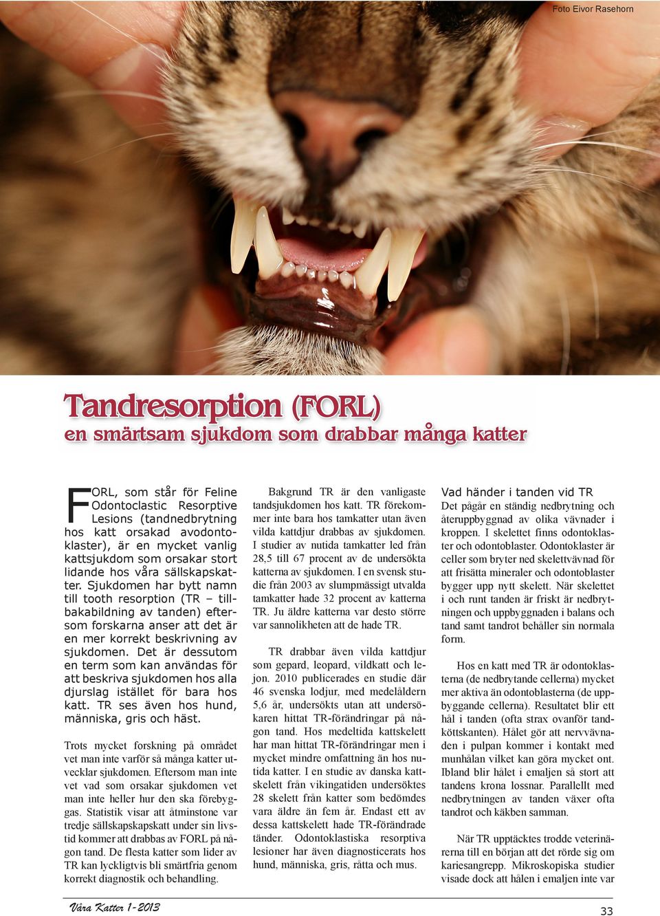 Sjukdomen har bytt namn till tooth resorption (TR tillbakabildning av tanden) eftersom forskarna anser att det är en mer korrekt beskrivning av sjukdomen.