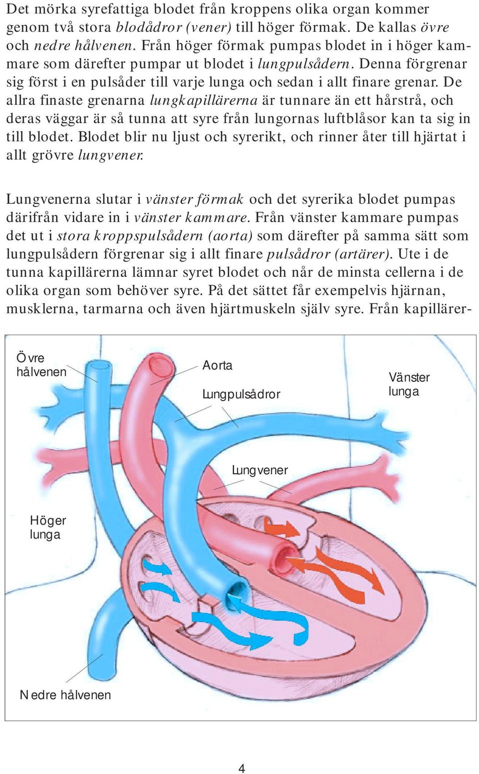 De allra finaste grenarna lungkapillärerna är tunnare än ett hårstrå, och deras väggar är så tunna att syre från lungornas luftblåsor kan ta sig in till blodet.