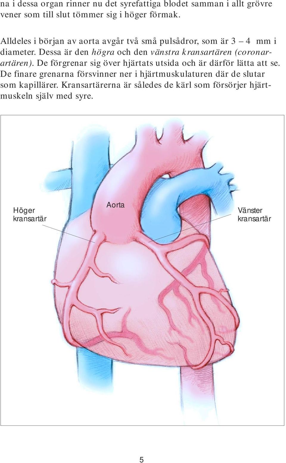 Dessa är den högra och den vänstra kransartären (coronarartären). De förgrenar sig över hjärtats utsida och är därför lätta att se.