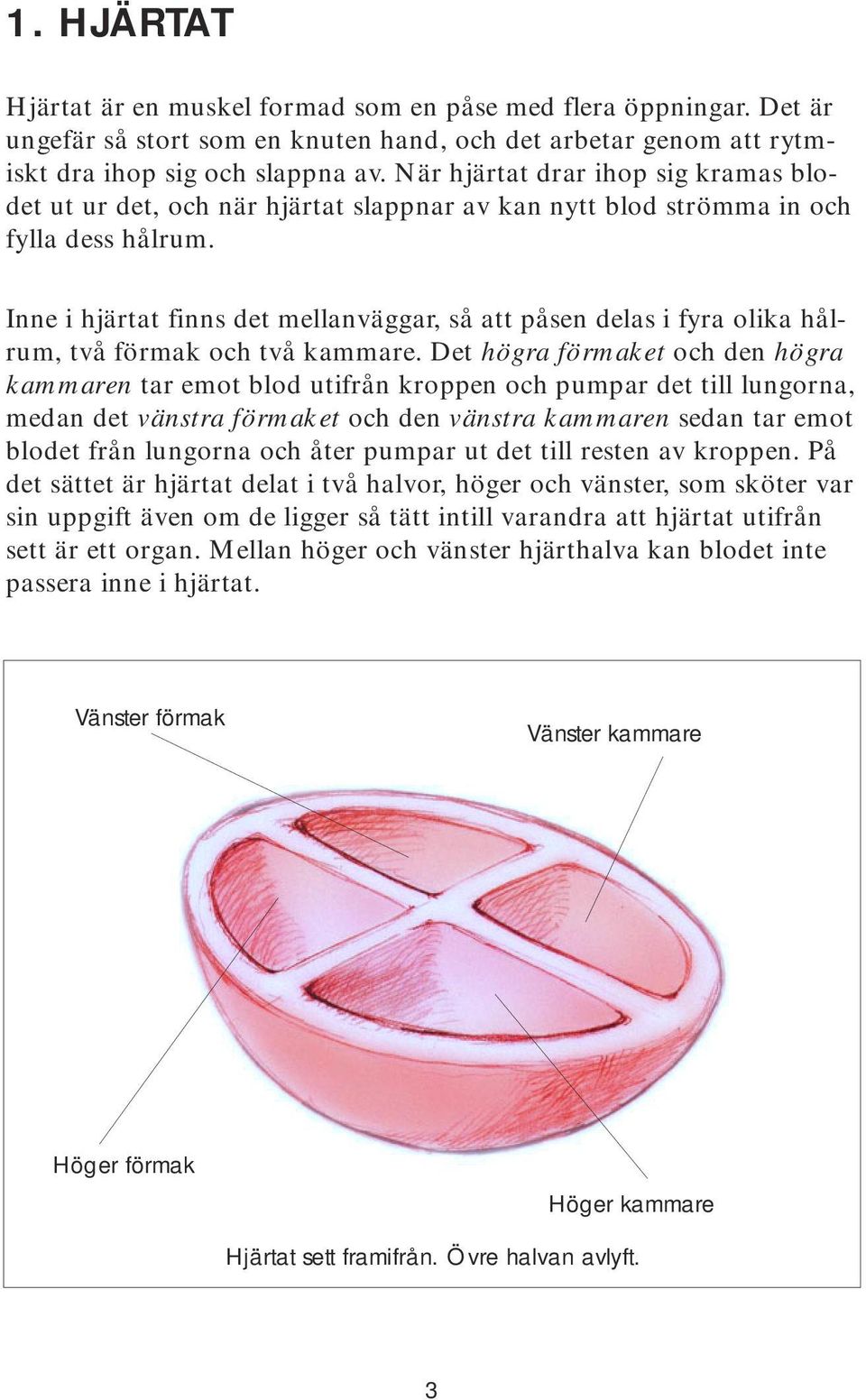 Inne i hjärtat finns det mellanväggar, så att påsen delas i fyra olika hålrum, två förmak och två kammare.