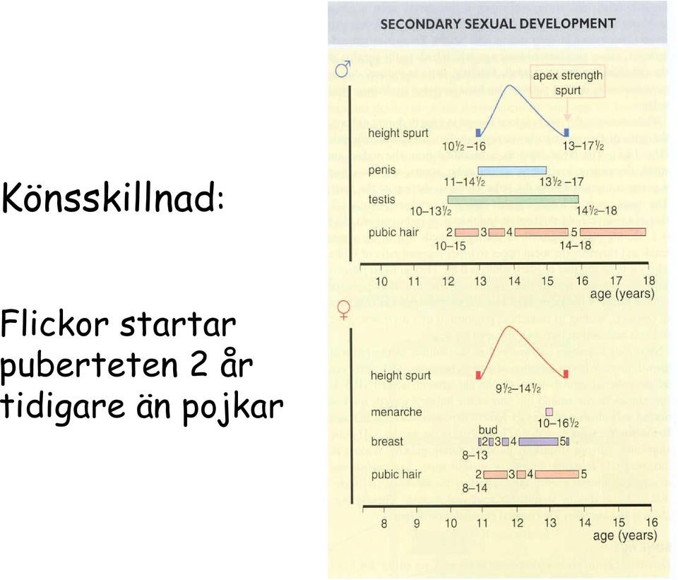 puberteten 2 år