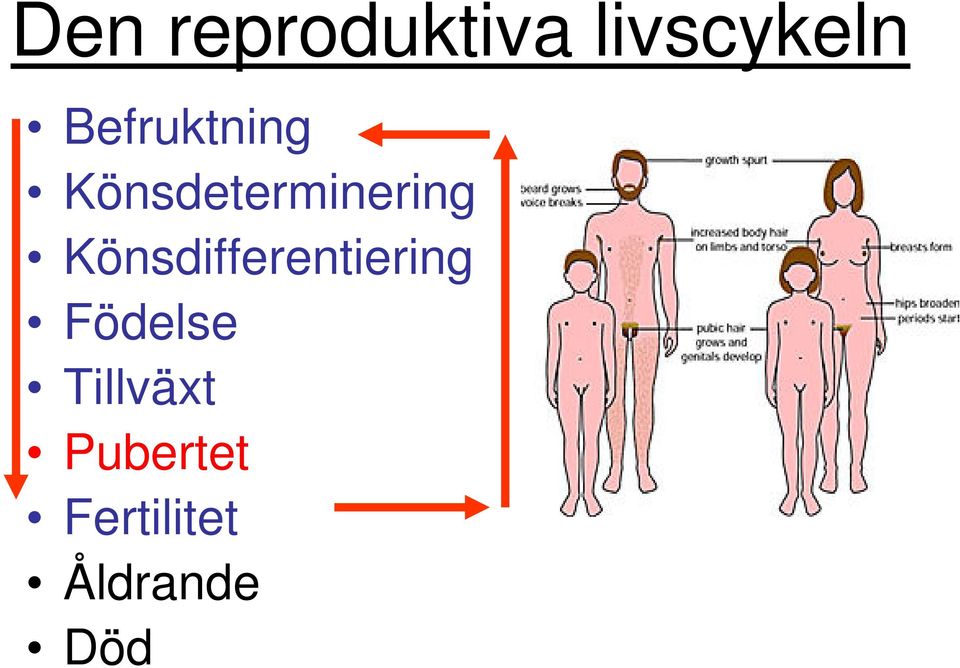 Könsdifferentiering Födelse