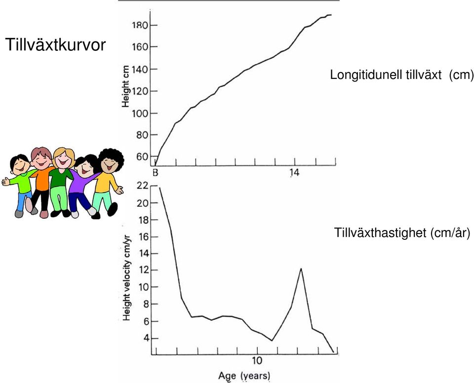 tillväxt (cm)