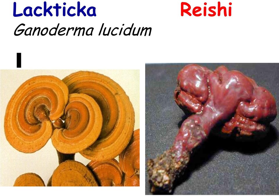Ganoderma
