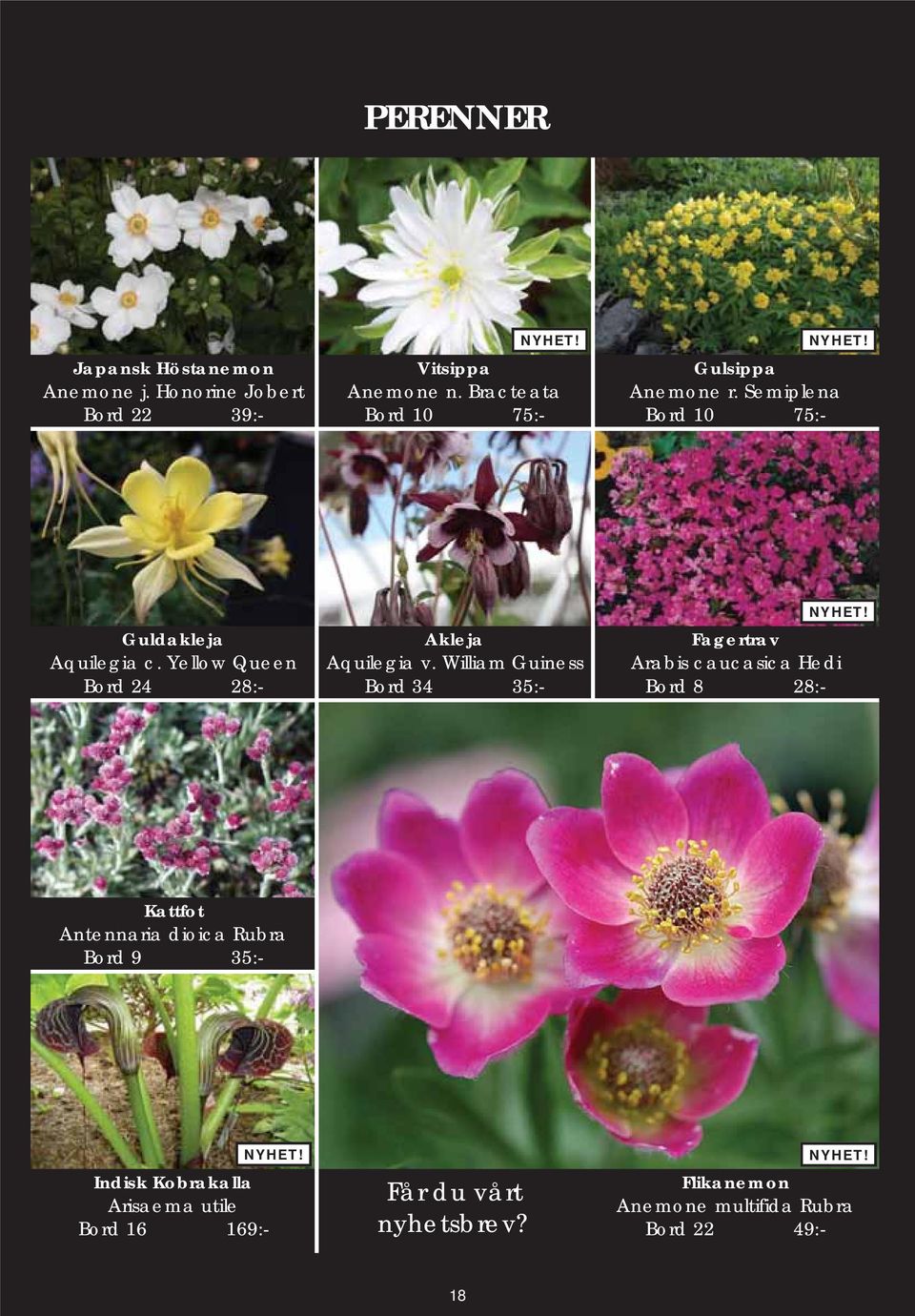 Yellow Queen Bord 24 28:- Akleja Aquilegia v.