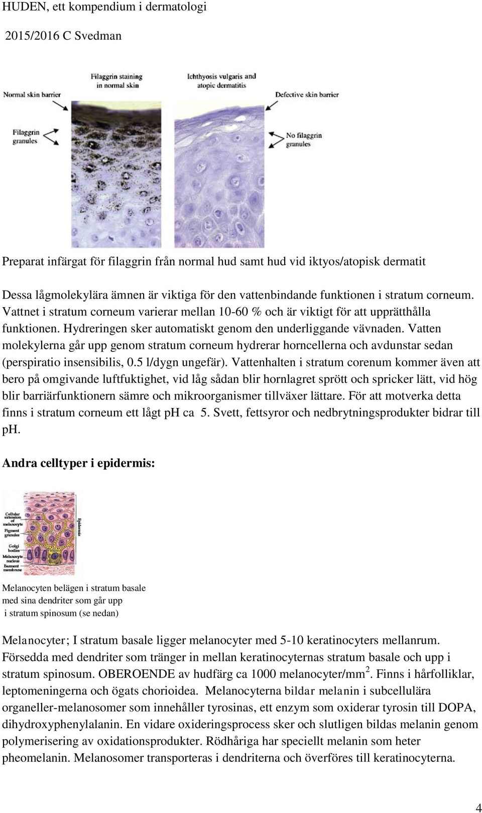 Vatten molekylerna går upp genom stratum corneum hydrerar horncellerna och avdunstar sedan (perspiratio insensibilis, 0.5 l/dygn ungefär).