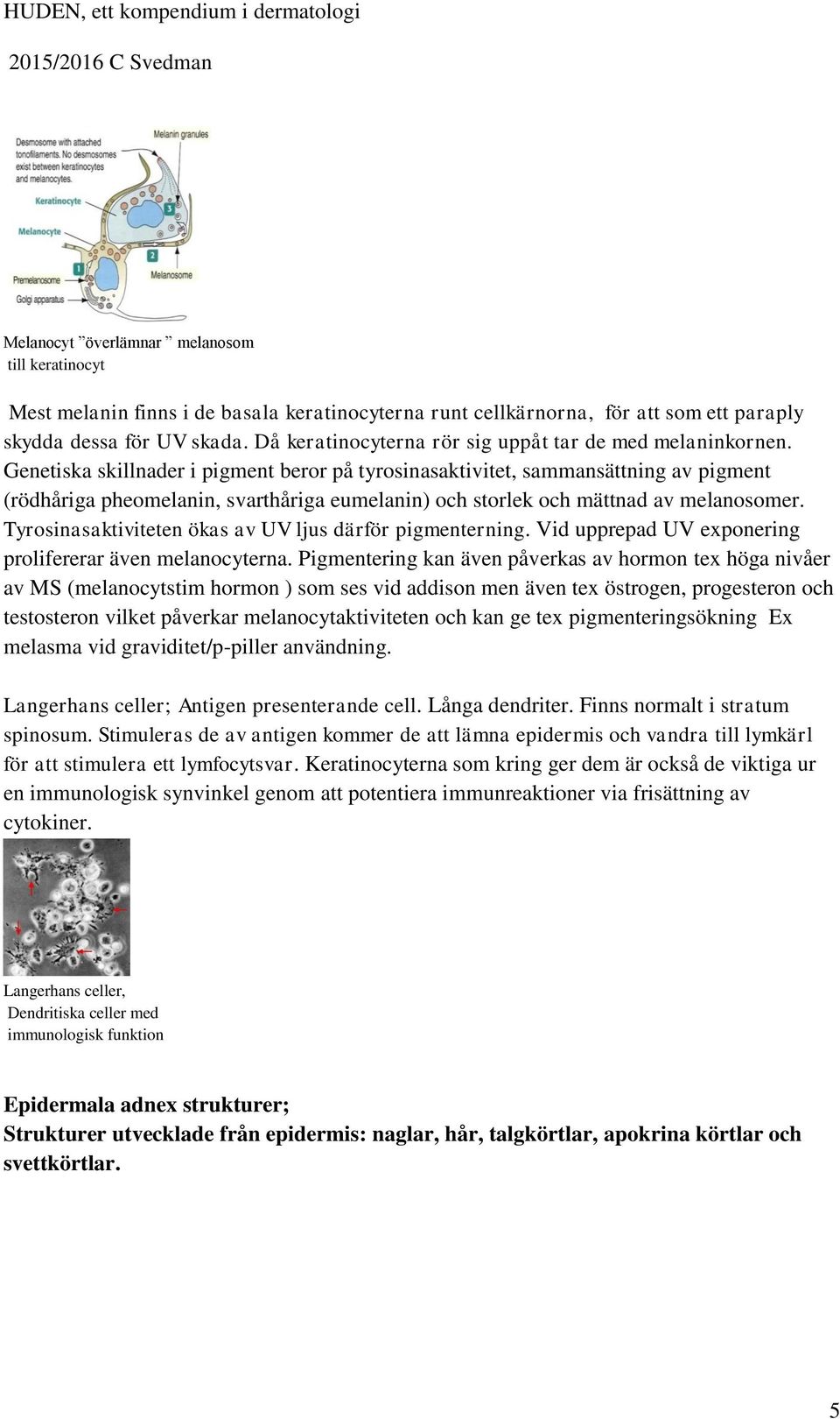 Genetiska skillnader i pigment beror på tyrosinasaktivitet, sammansättning av pigment (rödhåriga pheomelanin, svarthåriga eumelanin) och storlek och mättnad av melanosomer.