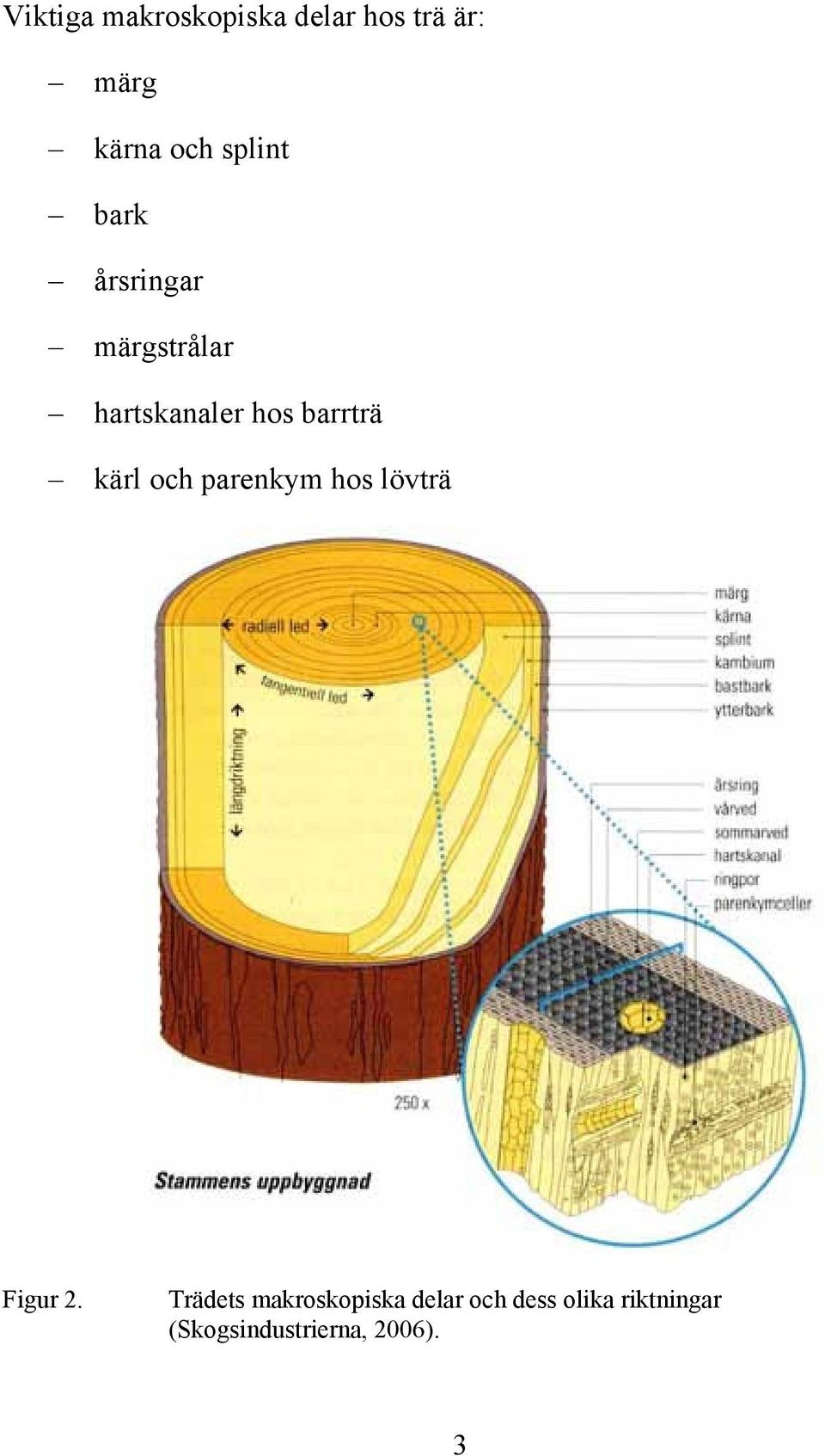 kärl och parenkym hos lövträ Figur 2.