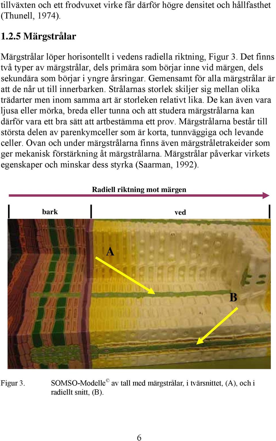 Strålarnas storlek skiljer sig mellan olika trädarter men inom samma art är storleken relativt lika.