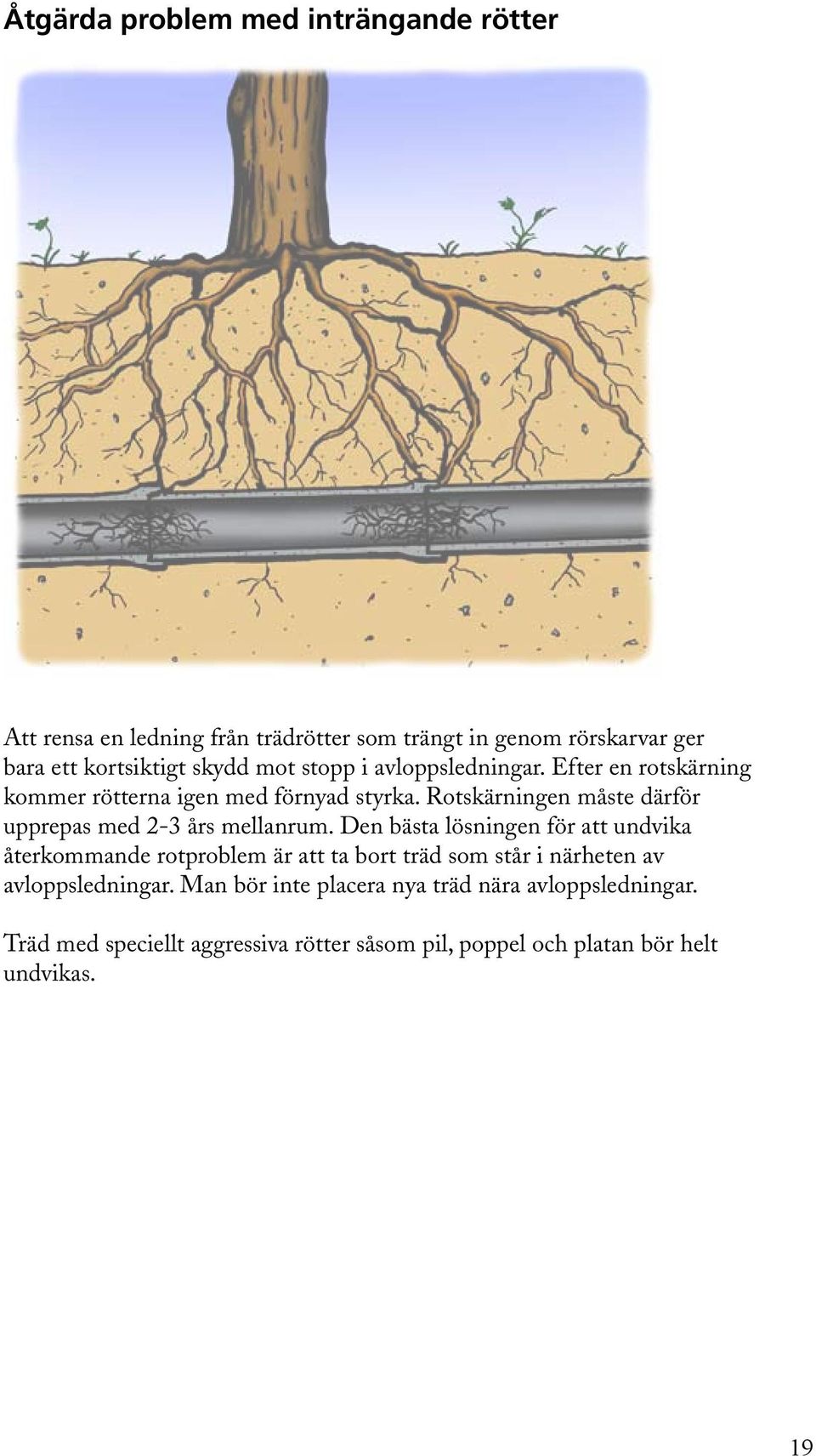 Rotskärningen måste därför upprepas med 2-3 års mellanrum.