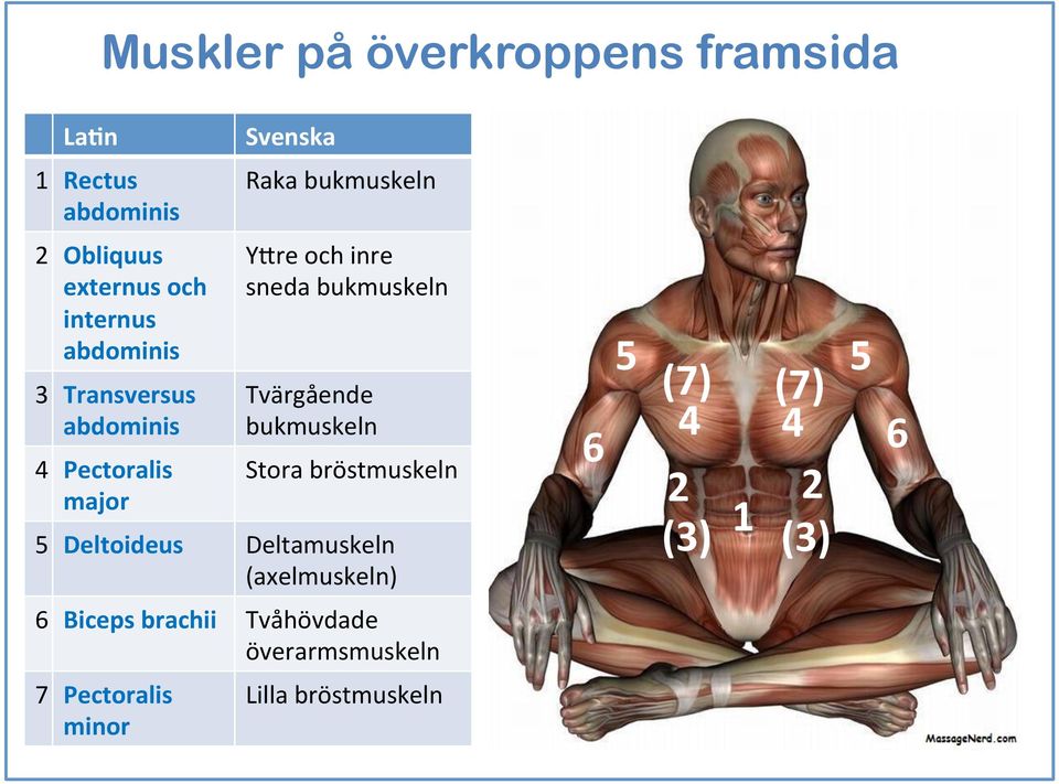 bukmuskeln Tvärgående bukmuskeln Stora bröstmuskeln 5 Deltoideus Deltamuskeln (axelmuskeln) 6