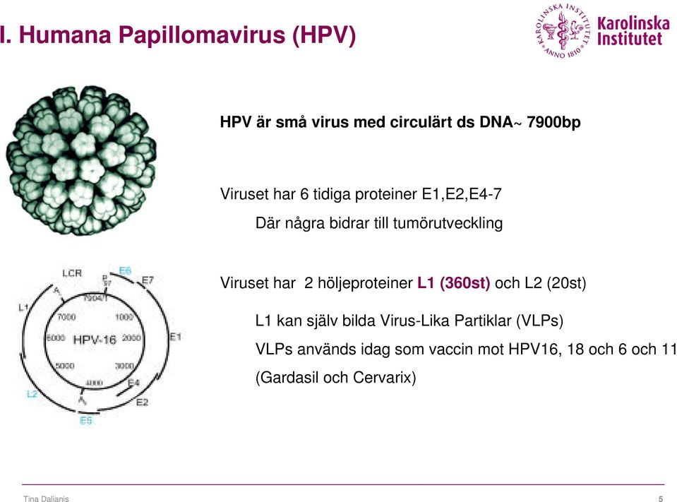 höljeproteiner L1 (360st) och L2 (20st) L1 kan själv bilda Virus-Lika Partiklar (VLPs)