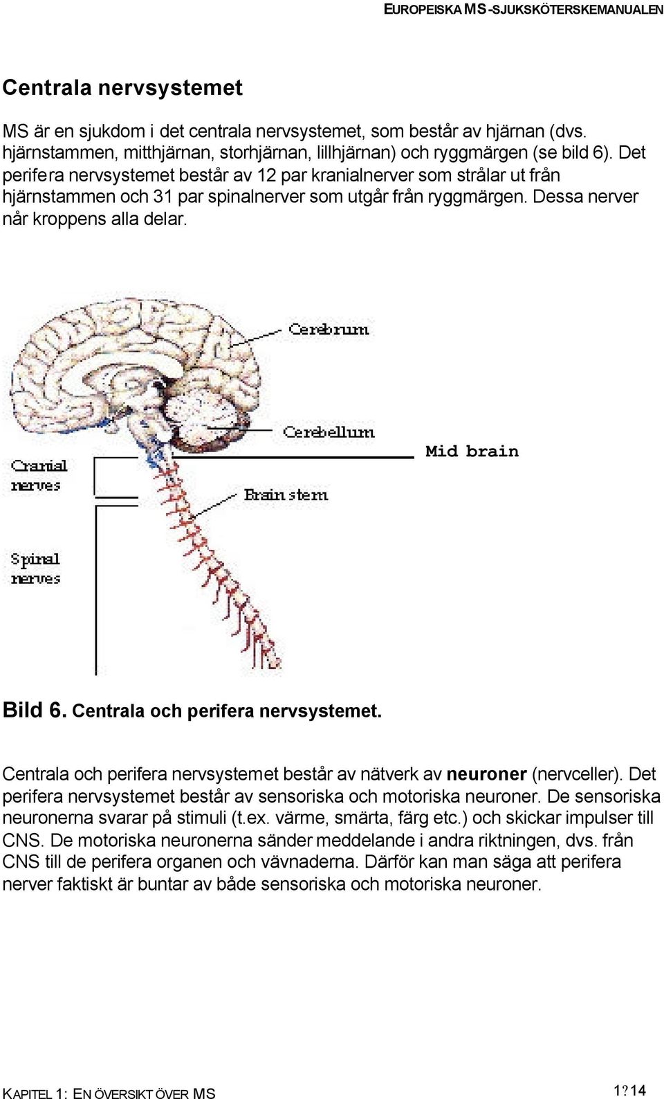 Centrala och perifera nervsystemet. Centrala och perifera nervsystemet består av nätverk av neuroner (nervceller). Det perifera nervsystemet består av sensoriska och motoriska neuroner.