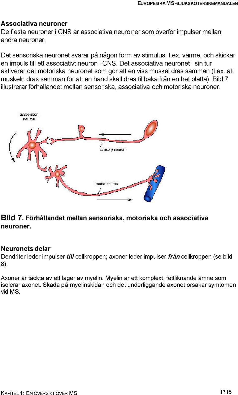 att muskeln dras samman för att en hand skall dras tillbaka från en het platta). Bild 7 illustrerar förhållandet mellan sensoriska, associativa och motoriska neuroner. Bild 7. Förhållandet mellan sensoriska, motoriska och associativa neuroner.