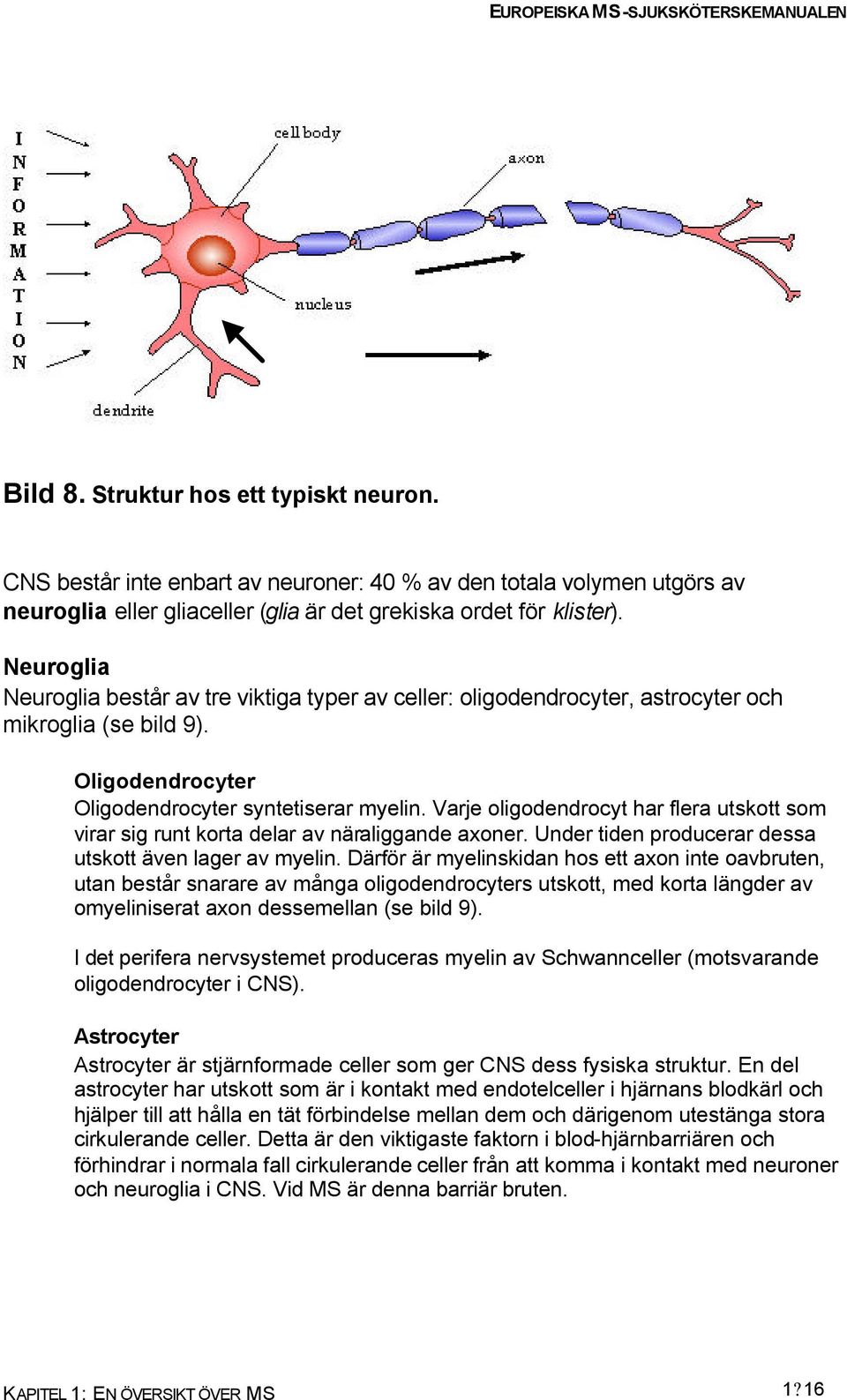 Varje oligodendrocyt har flera utskott som virar sig runt korta delar av näraliggande axoner. Under tiden producerar dessa utskott även lager av myelin.