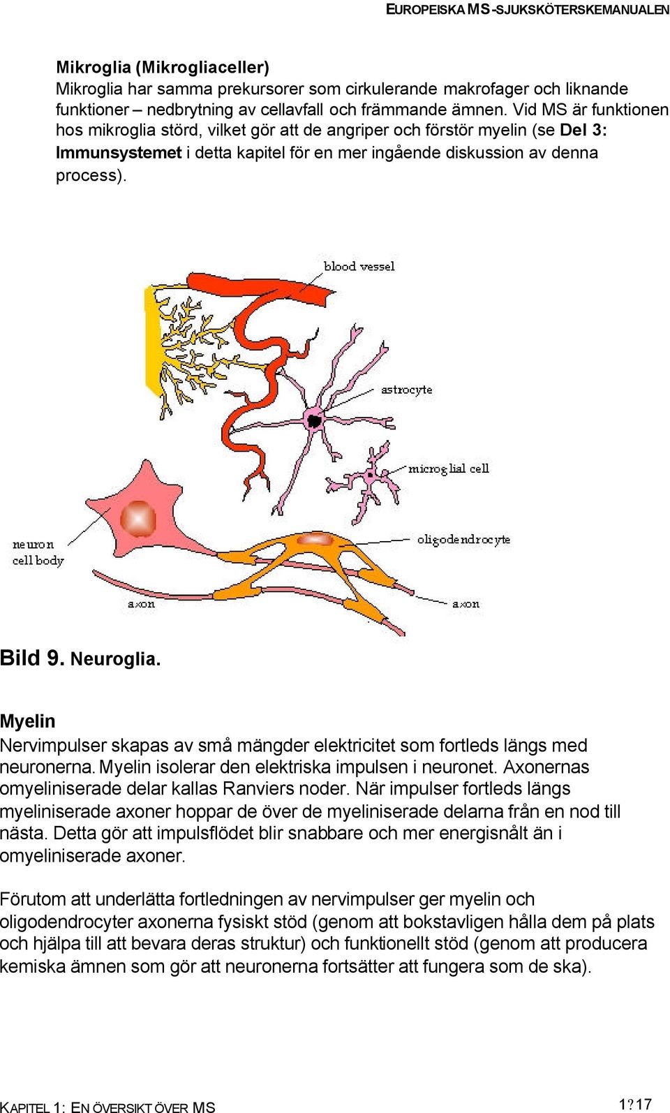 Myelin Nervimpulser skapas av små mängder elektricitet som fortleds längs med neuronerna. Myelin isolerar den elektriska impulsen i neuronet. Axonernas omyeliniserade delar kallas Ranviers noder.