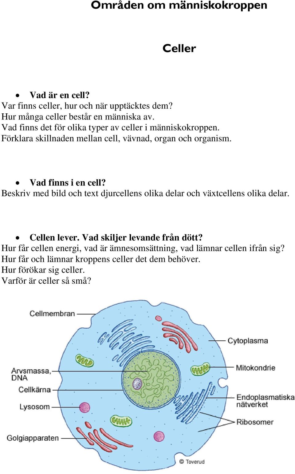 Vad finns i en cell? Beskriv med bild och text djurcellens olika delar och växtcellens olika delar. Cellen lever.