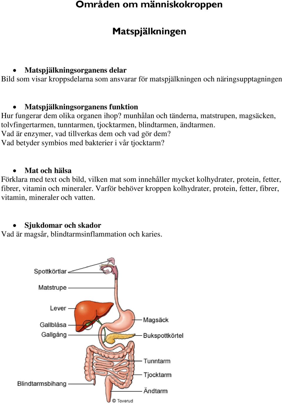 Vad är enzymer, vad tillverkas dem och vad gör dem? Vad betyder symbios med bakterier i vår tjocktarm?