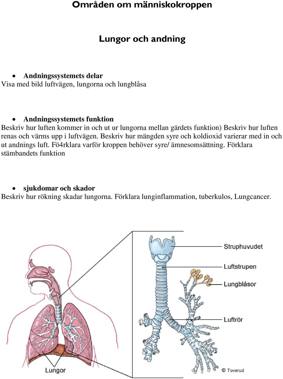 Beskriv hur mängden syre och koldioxid varierar med in och ut andnings luft.