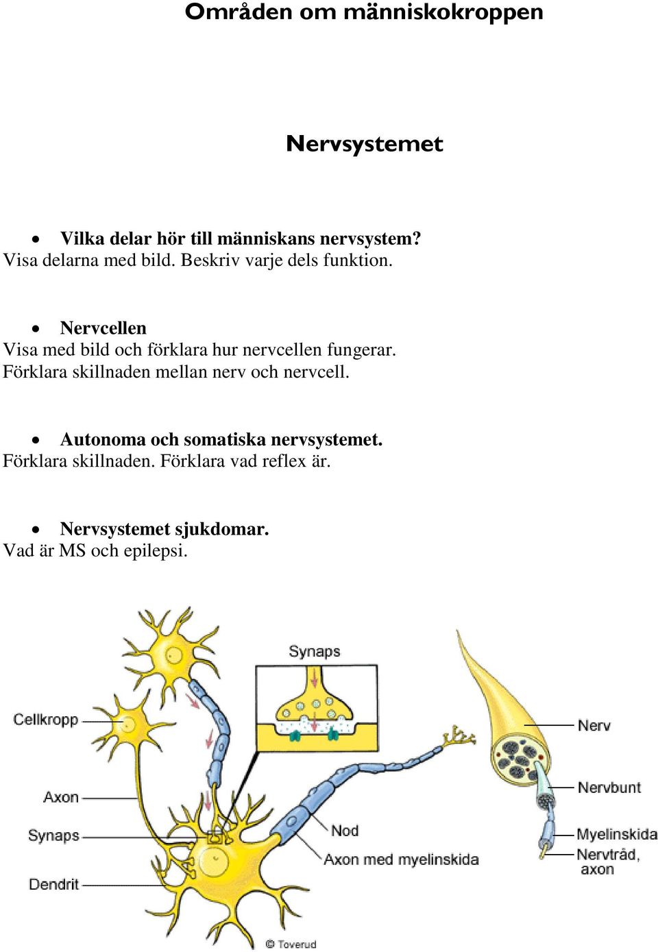 Nervcellen Visa med bild och förklara hur nervcellen fungerar.