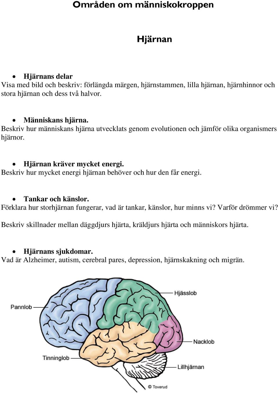 Beskriv hur mycket energi hjärnan behöver och hur den får energi. Tankar och känslor. Förklara hur storhjärnan fungerar, vad är tankar, känslor, hur minns vi?