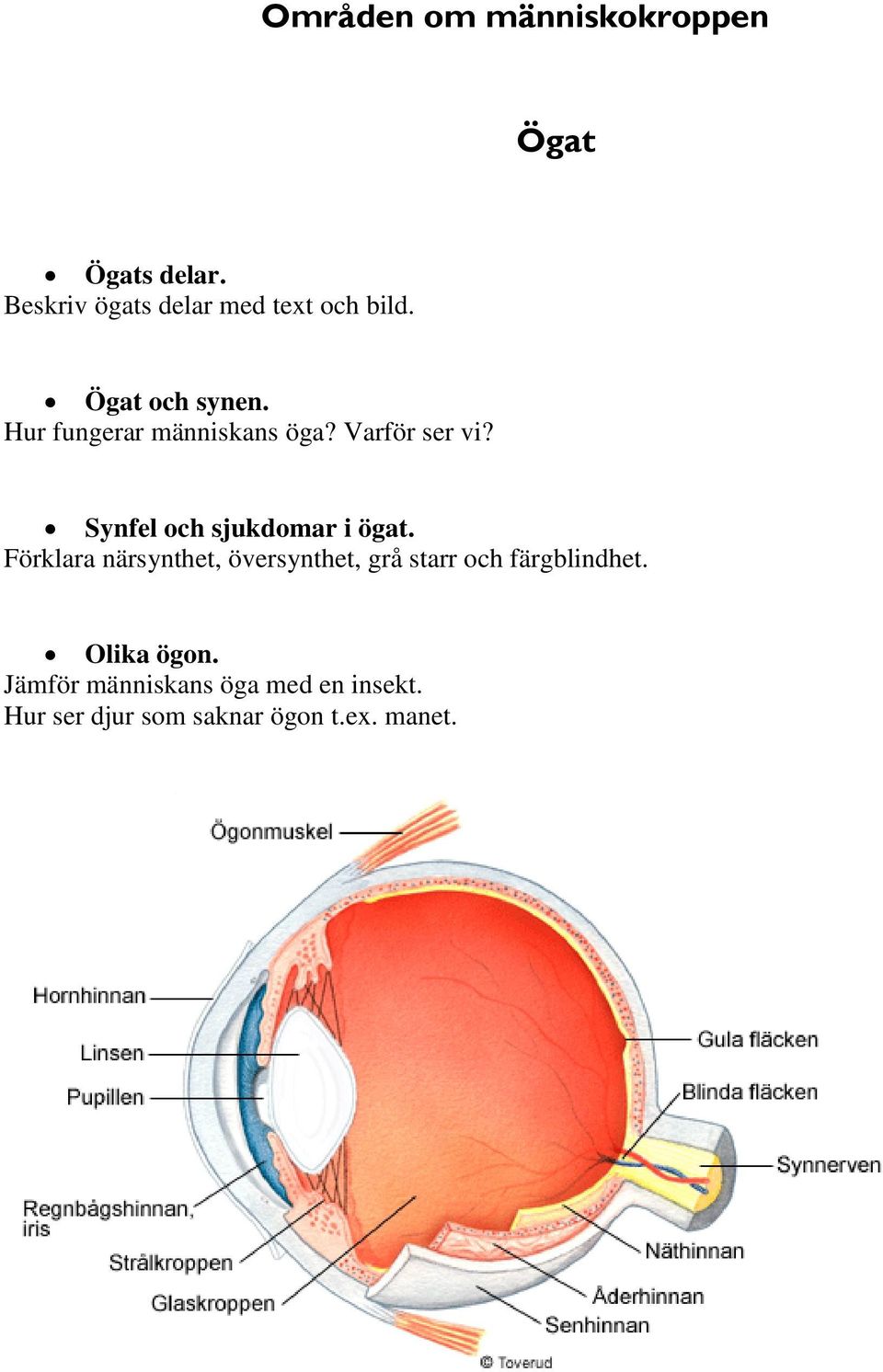 Förklara närsynthet, översynthet, grå starr och färgblindhet. Olika ögon.