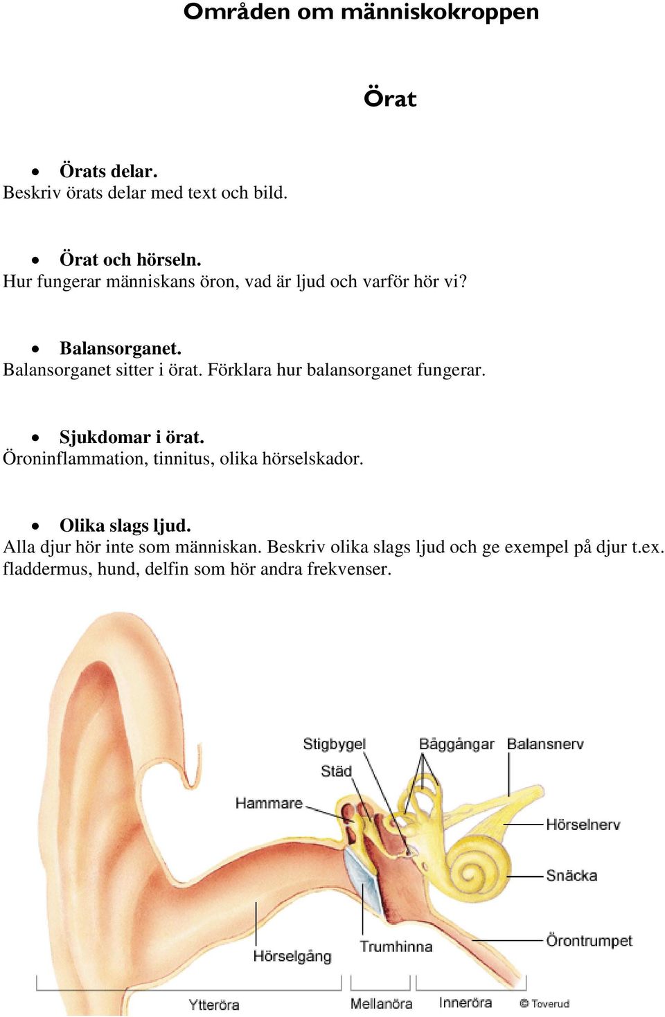 Förklara hur balansorganet fungerar. Sjukdomar i örat. Öroninflammation, tinnitus, olika hörselskador.