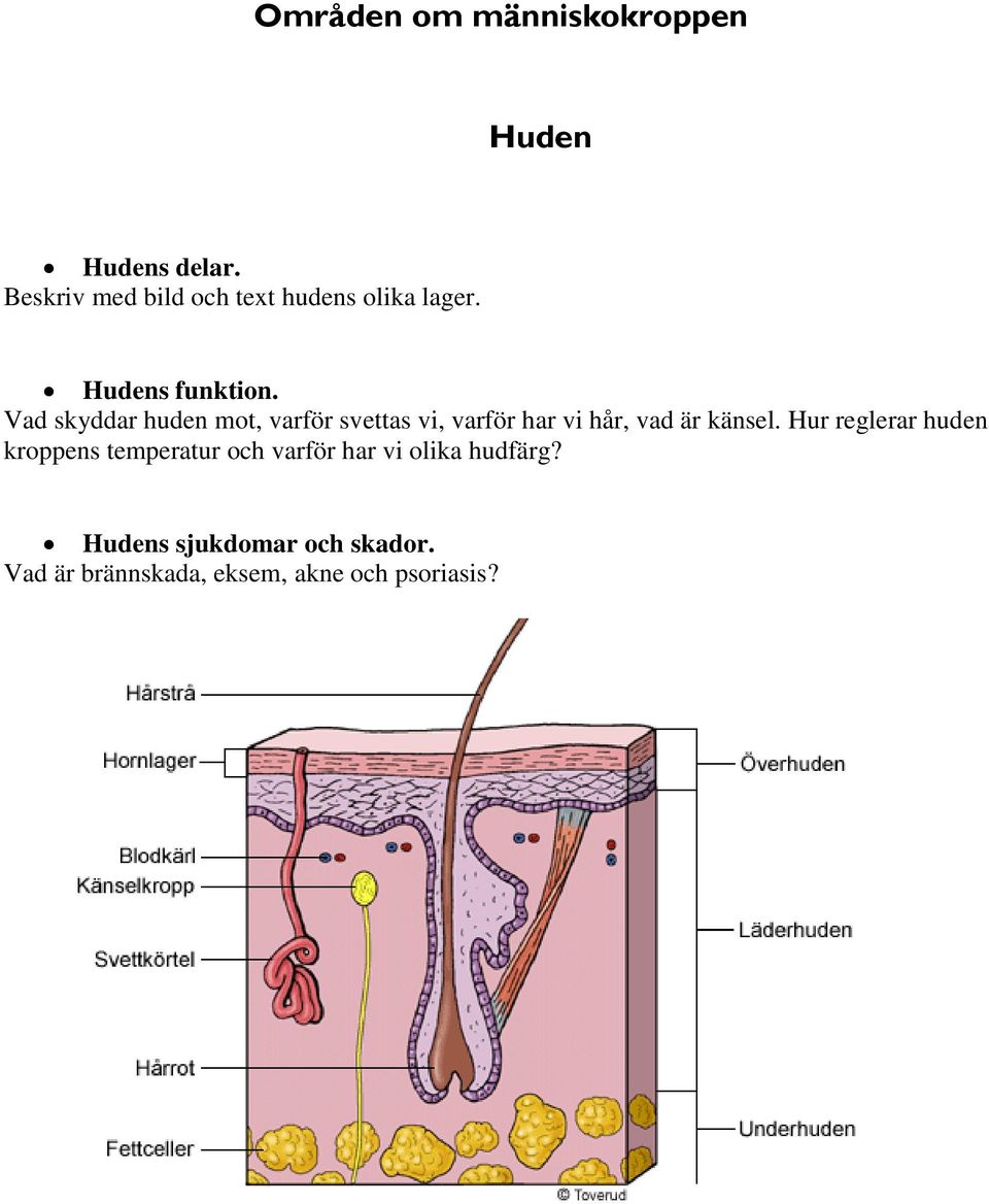 Vad skyddar huden mot, varför svettas vi, varför har vi hår, vad är känsel.