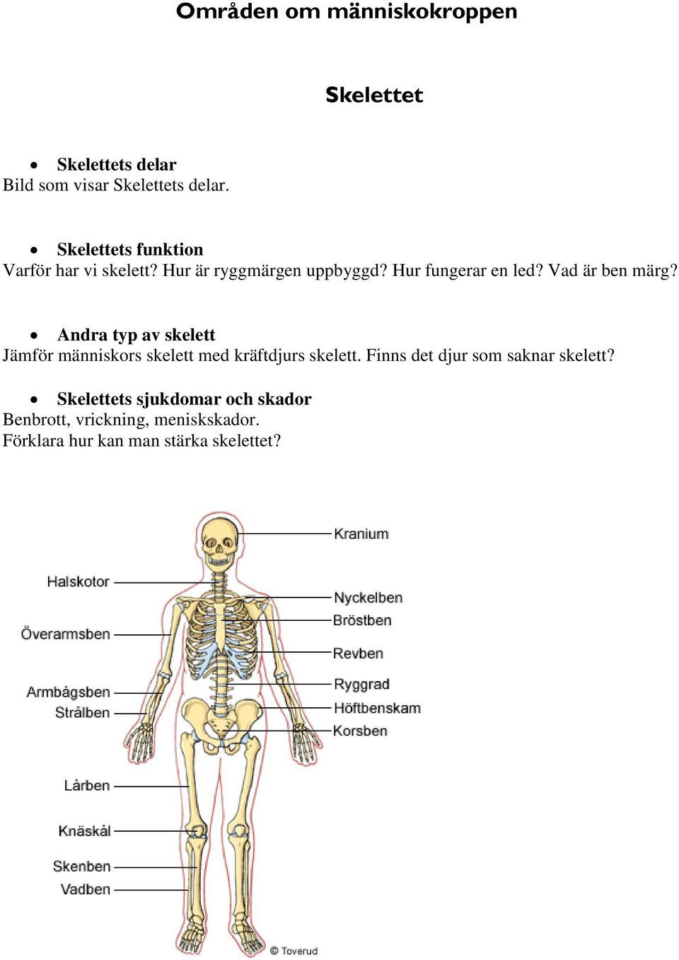 Vad är ben märg? Andra typ av skelett Jämför människors skelett med kräftdjurs skelett.