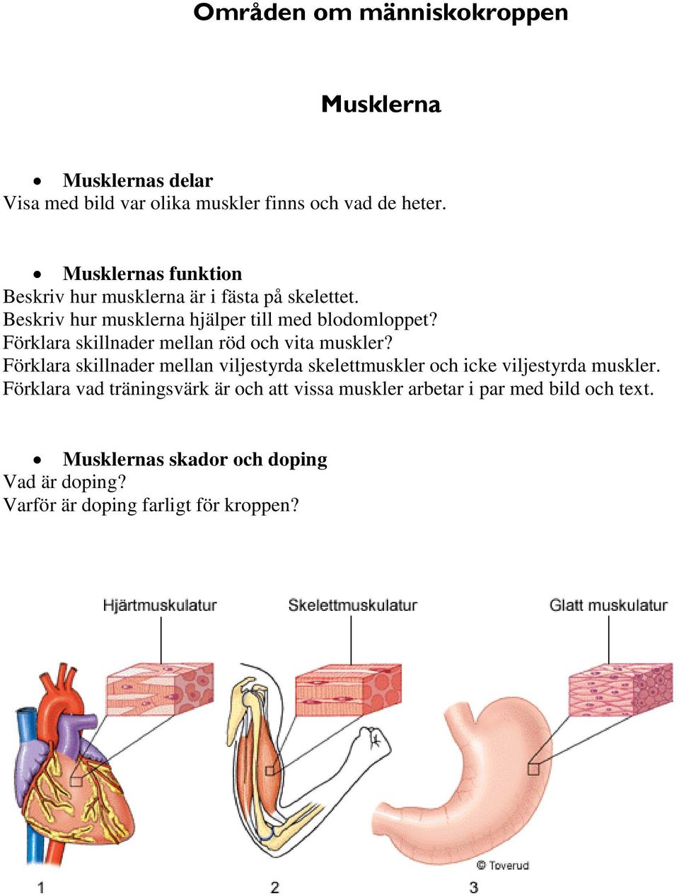 Förklara skillnader mellan röd och vita muskler?