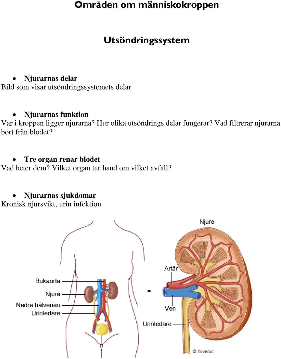 Hur olika utsöndrings delar fungerar? Vad filtrerar njurarna bort från blodet?