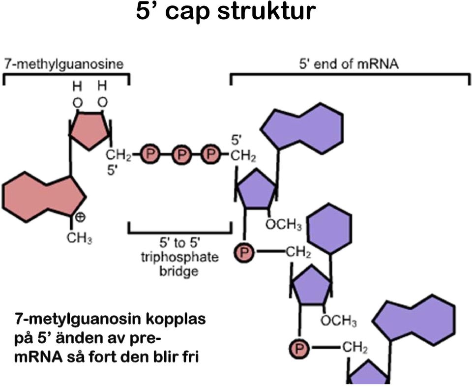 av premrna så fort