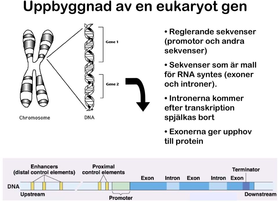 RNA syntes (exoner och introner).