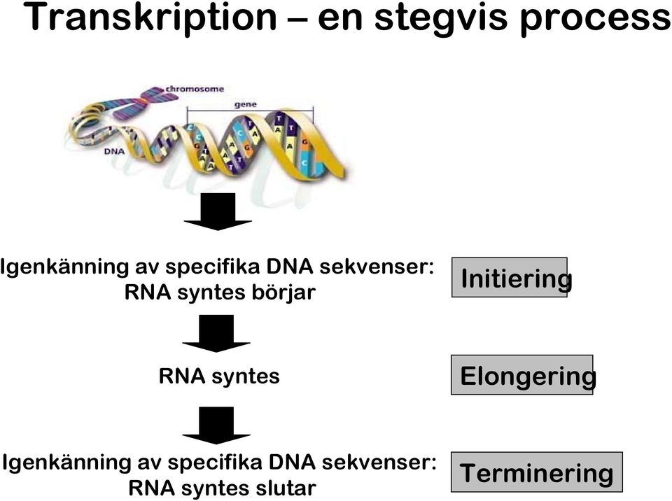 Initiering RNA syntes Elongering Igenkänning av