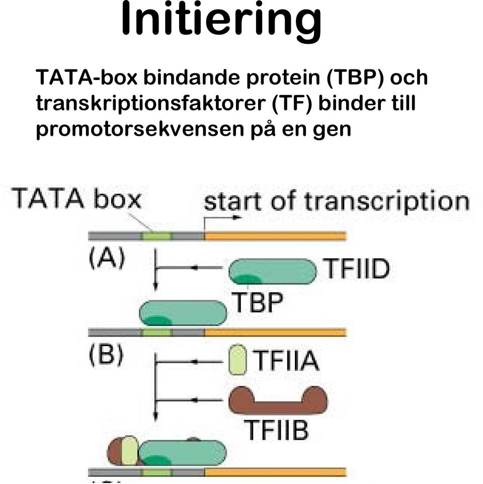 transkriptionsfaktorer (TF)