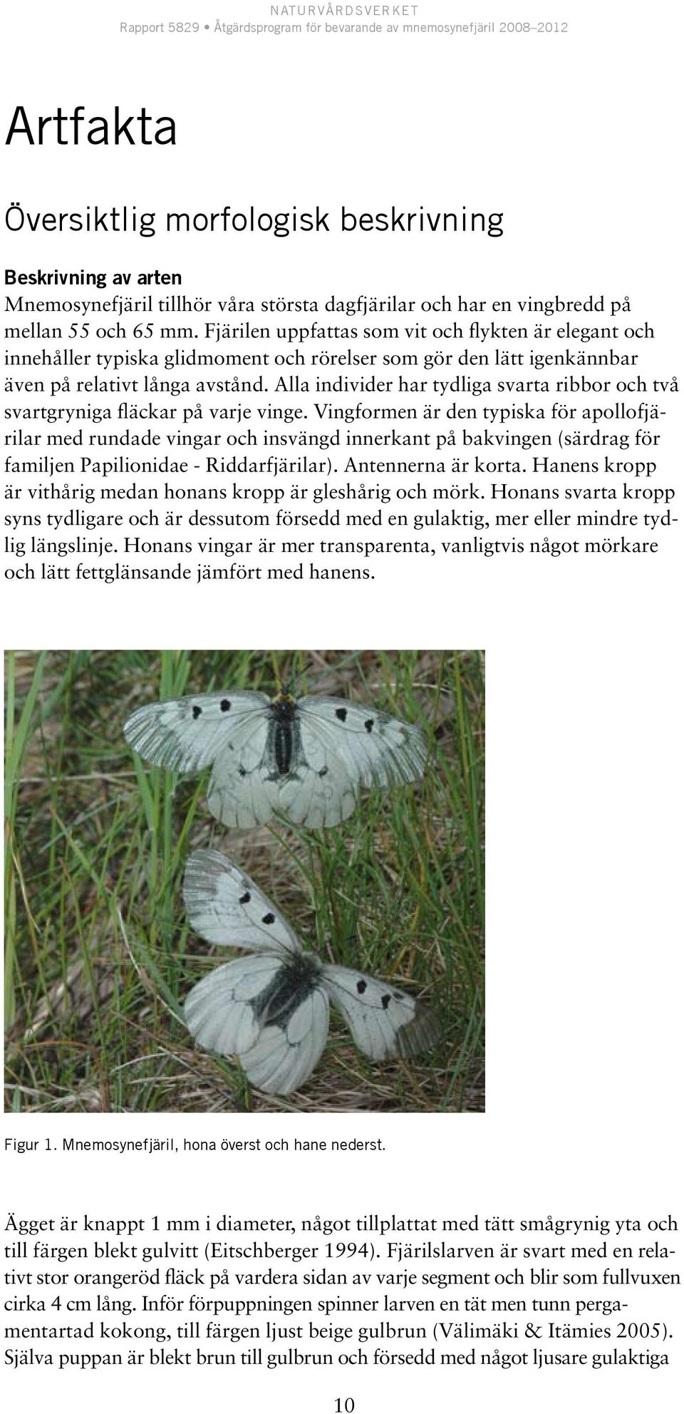 Alla individer har tydliga svarta ribbor och två svartgryniga fläckar på varje vinge.