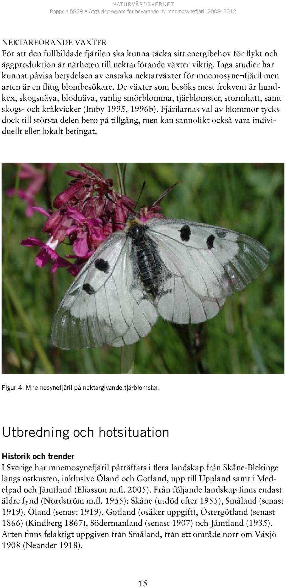 De växter som besöks mest frekvent är hundkex, skogsnäva, blodnäva, vanlig smörblomma, tjärblomster, stormhatt, samt skogs- och kråkvicker (Imby 1995, 1996b).