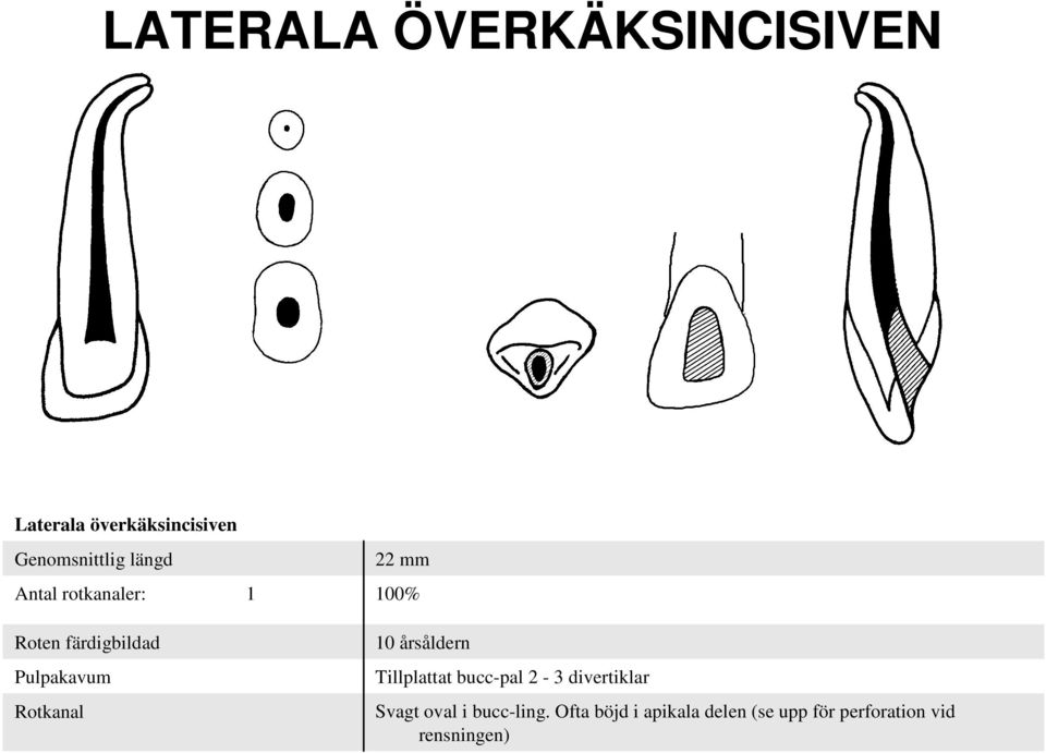 100% 10 årsåldern Tillplattat bucc-pal 2-3 divertiklar Svagt oval i