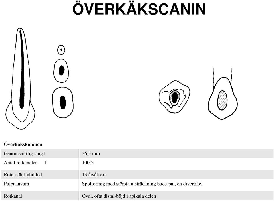 mm 100% 13 årsåldern Spolformig med största utsträckning