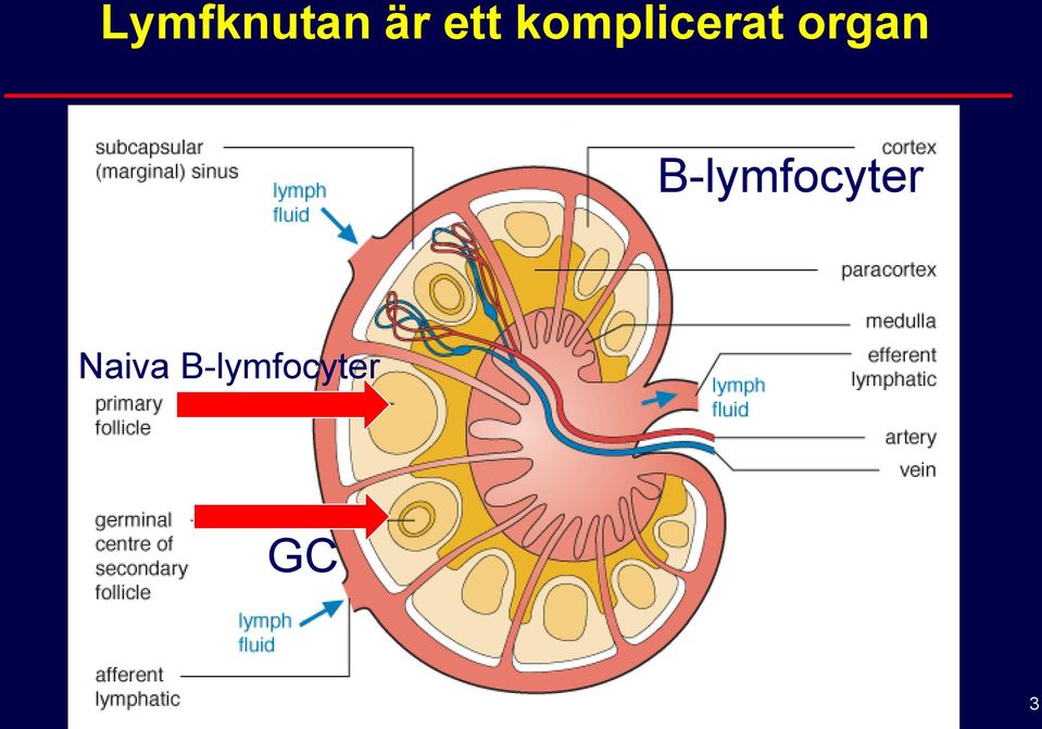 B-lymfocyter