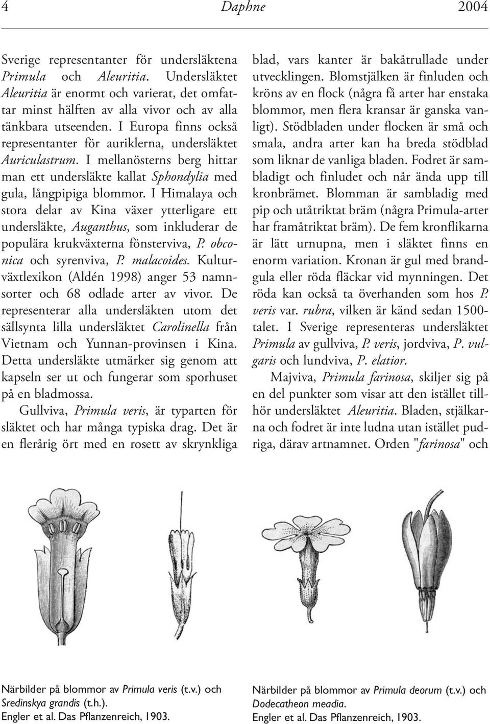 I Himalaya och stora delar av Kina växer ytterligare ett undersläkte, Auganthus, som inkluderar de populära krukväxterna fönsterviva, P. obconica och syrenviva, P. malacoides.