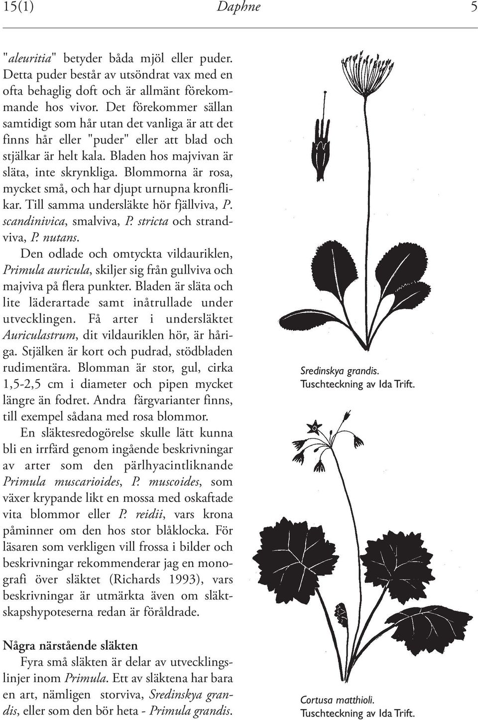 Blommorna är rosa, mycket små, och har djupt urnupna kronflikar. Till samma undersläkte hör fjällviva, P. scandinivica, smalviva, P. stricta och strandviva, P. nutans.