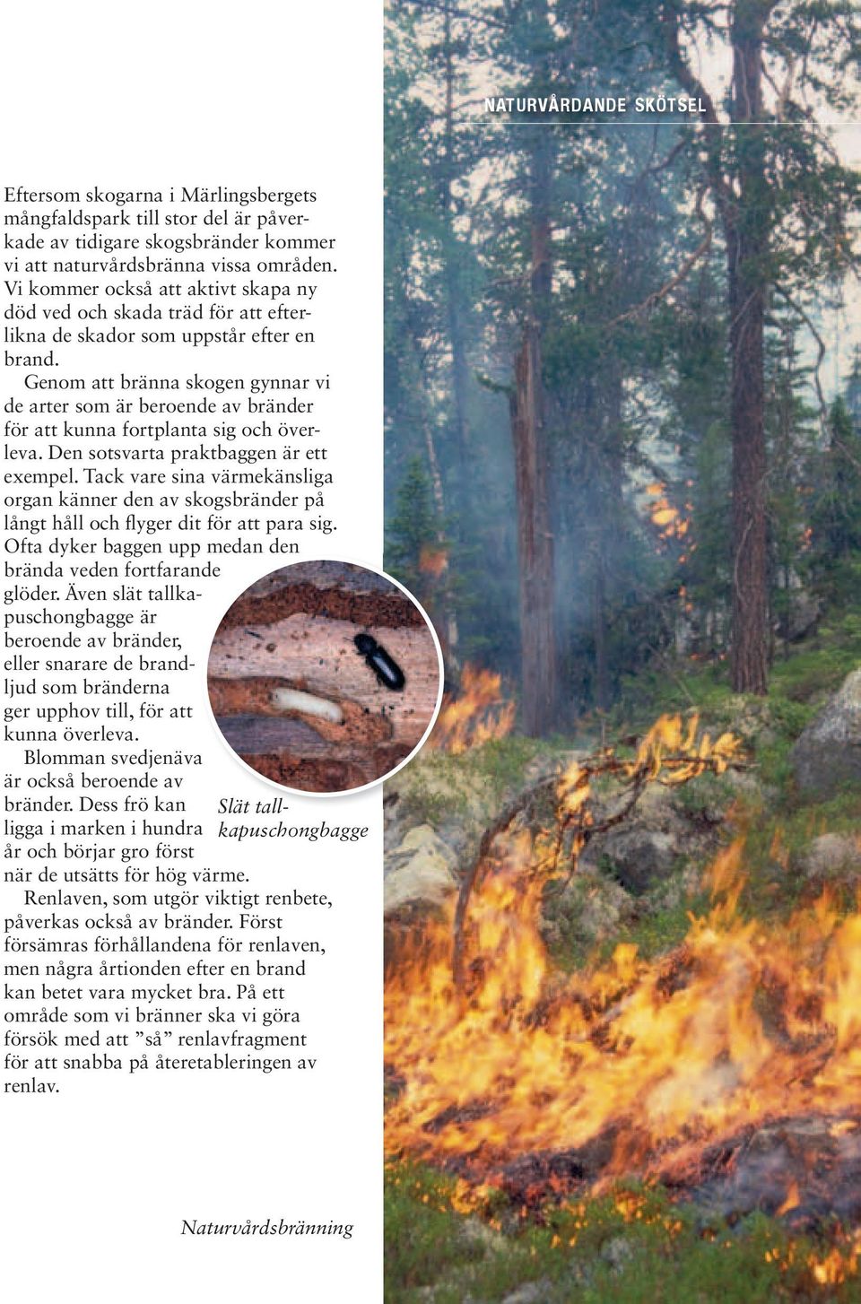 Genom att bränna skogen gynnar vi de arter som är beroende av bränder för att kunna fortplanta sig och överleva. Den sotsvarta praktbaggen är ett exempel.