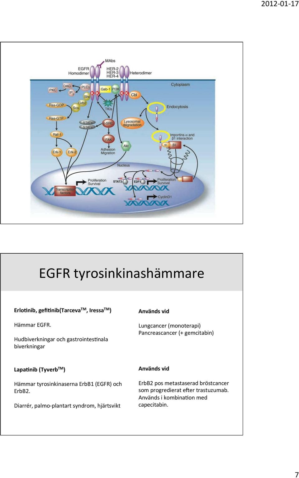 gemcitabin) Lapa-nib (Tyverb TM ) Hämmar tyrosinkinaserna ErbB1 (EGFR) och ErbB2.