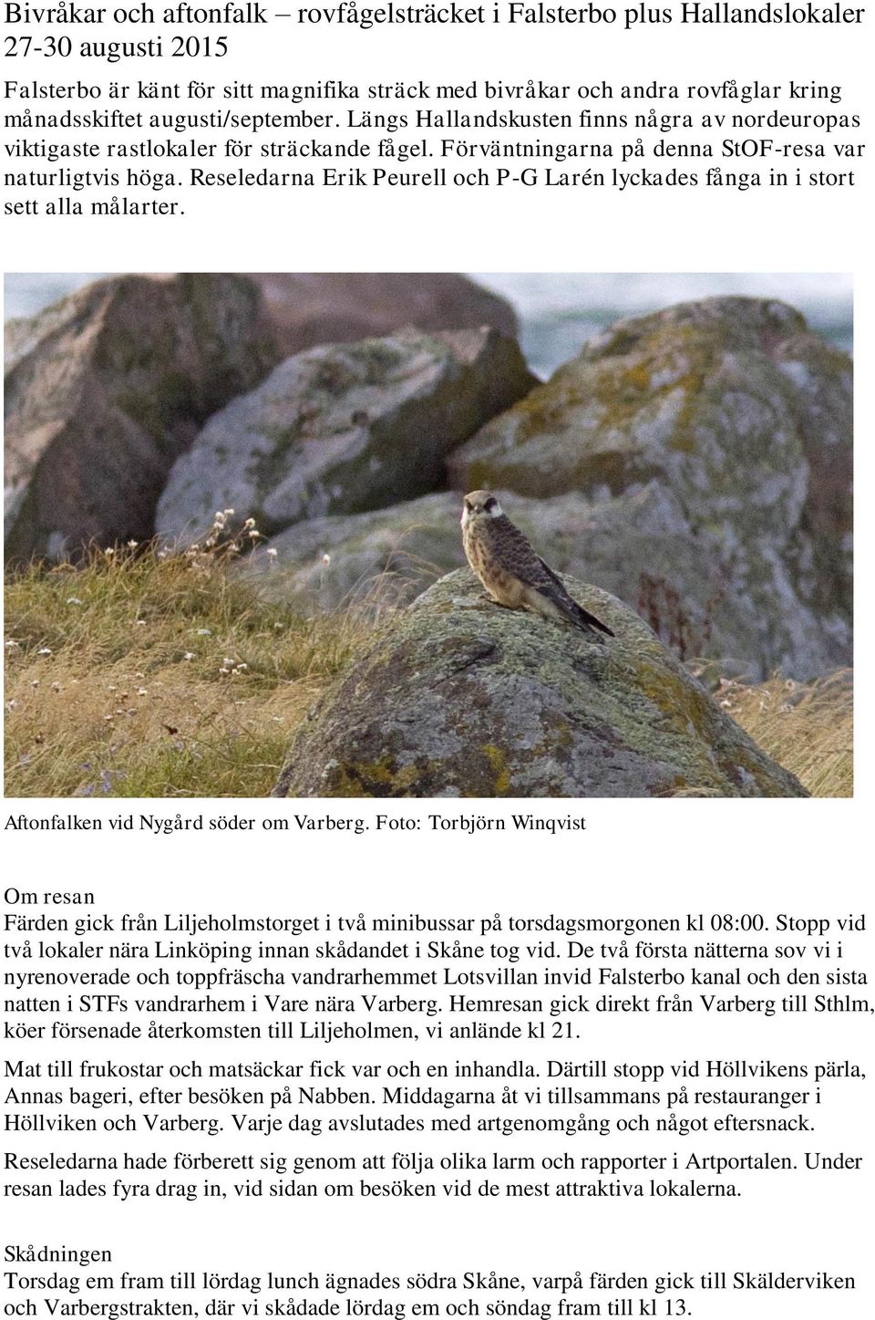 Reseledarna Erik Peurell och P-G Larén lyckades fånga in i stort sett alla målarter. Aftonfalken vid Nygård söder om Varberg.