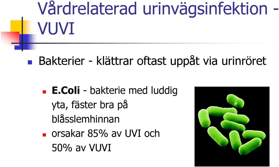 urinröret E.