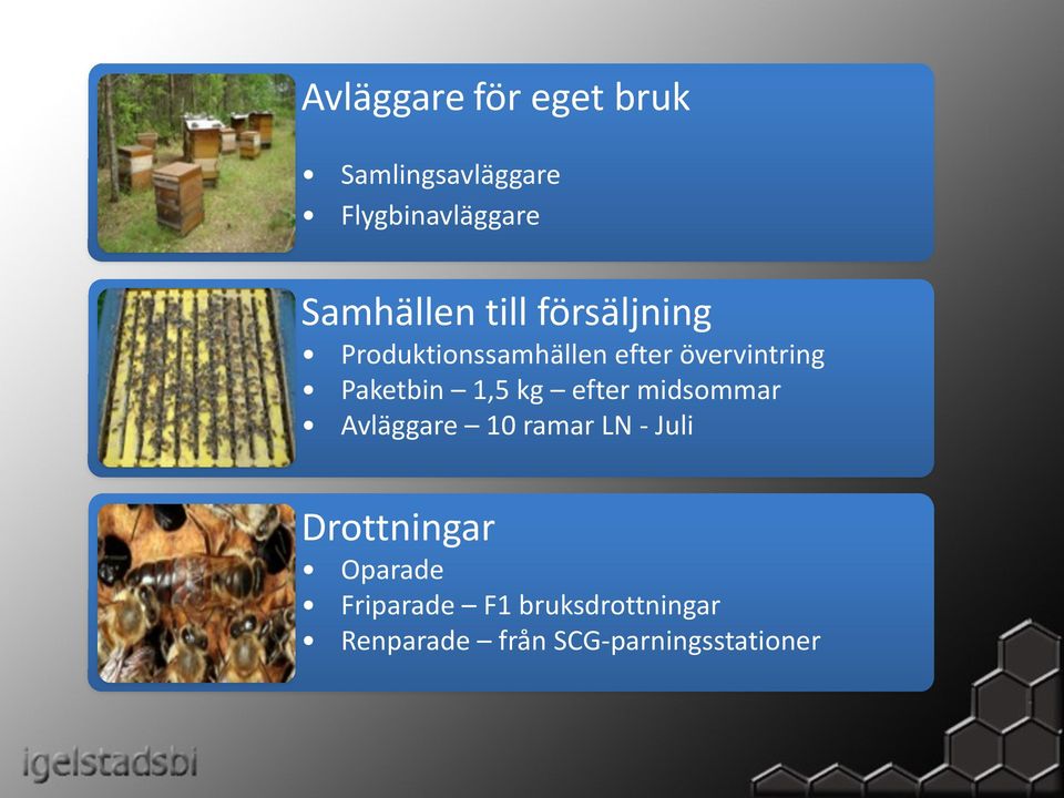 1,5 kg efter midsommar Avläggare 10 ramar LN - Juli Drottningar